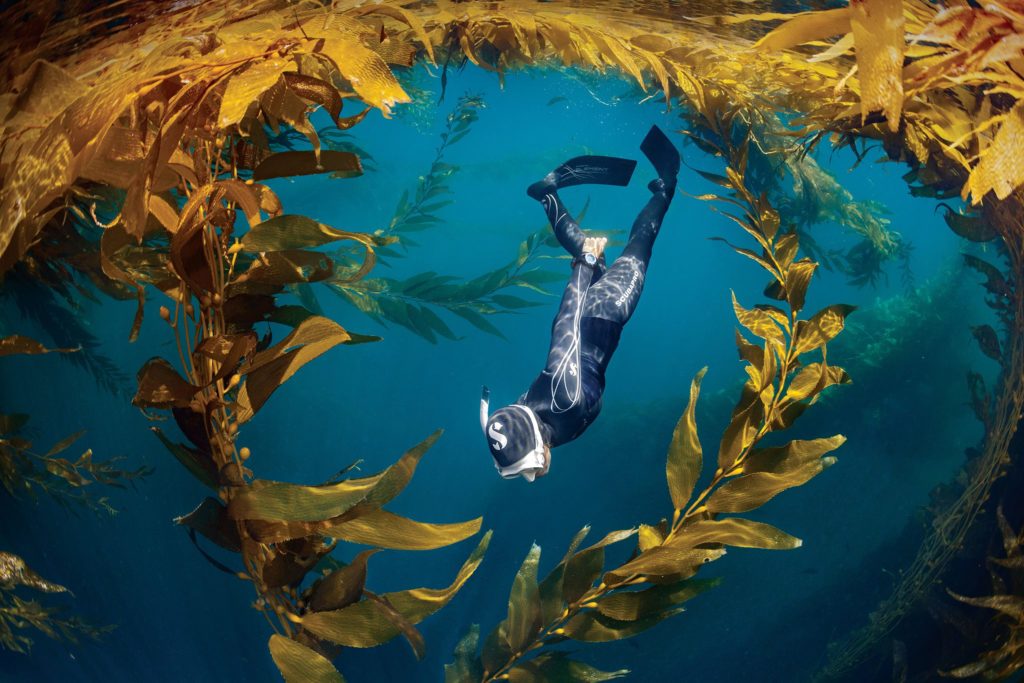 כניסה לחנות צלילה חופשית